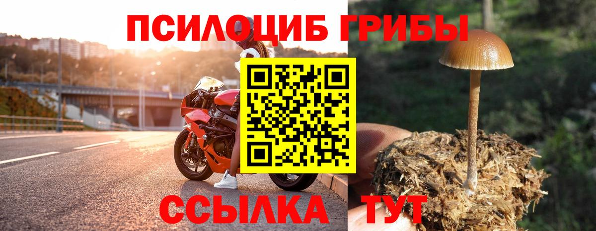 Славгород  Галлюциногенные грибы Cubensis  Вход с VPN 